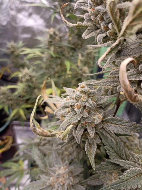 AntiDep Z. Week 12