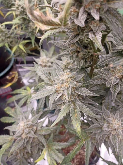 AntiDep Z. Week 12