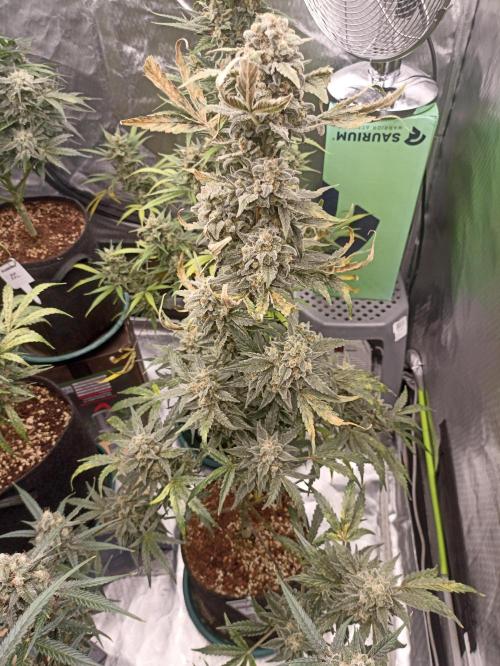 AntiDep Z. Week 12