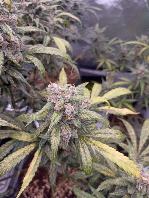 AntiDep Z. Week 12