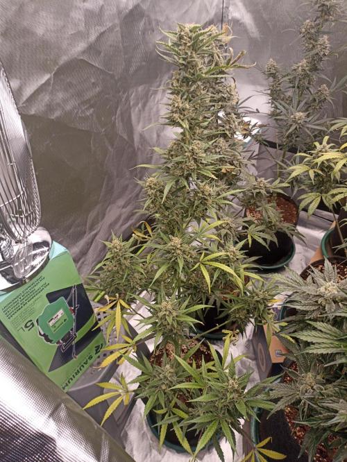 AntiDep Z. Week 12