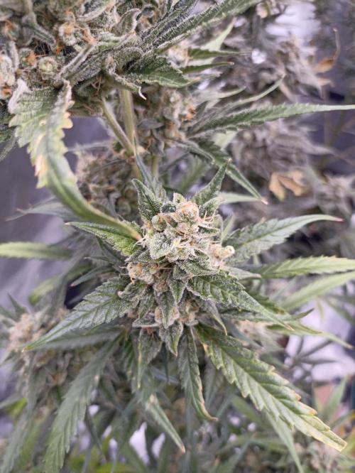 AntiDep Z. Week 12