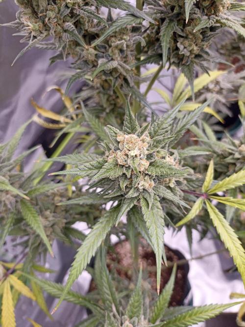 AntiDep Z. Week 12