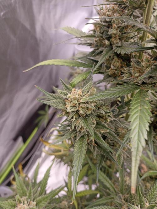 AntiDep Z. Week 12