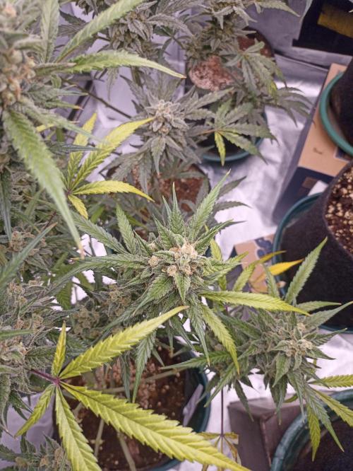 AntiDep Z. Week 12