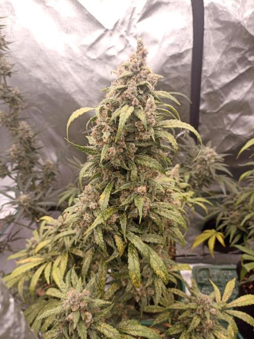 AntiDep Z. Week 12