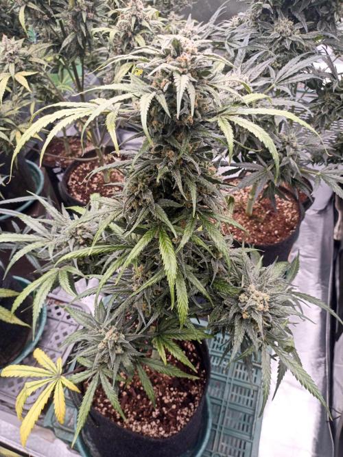 AntiDep Z. Week 12