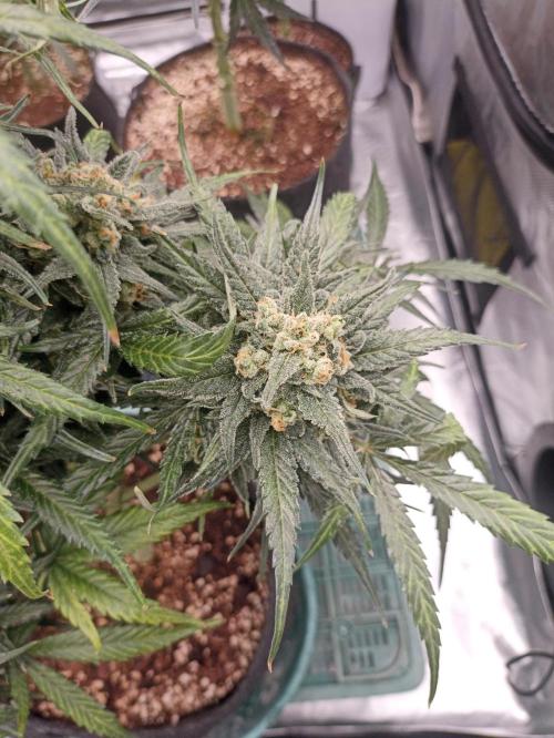 AntiDep Z. Week 12
