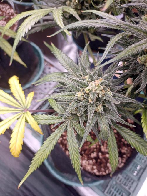 AntiDep Z. Week 12