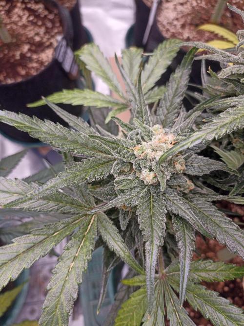 AntiDep Z. Week 12