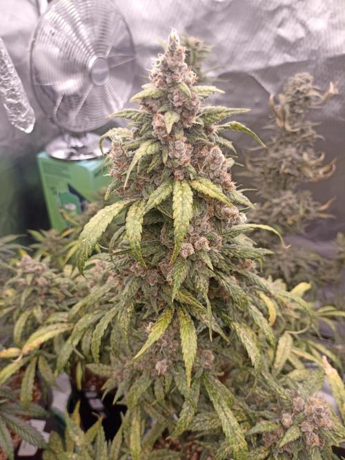 AntiDep Z. Week 12