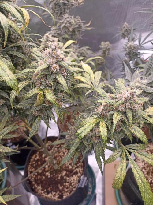 AntiDep Z. Week 12