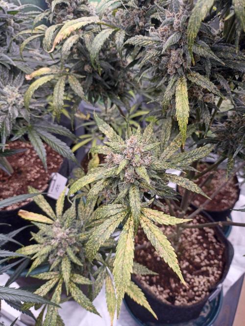 AntiDep Z. Week 12