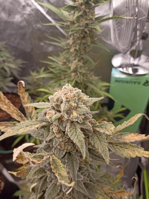 AntiDep Z. Week 12
