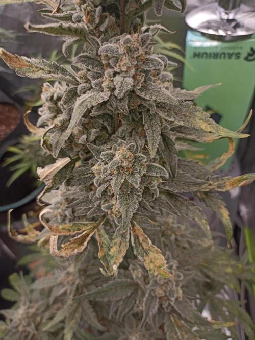 AntiDep Z. Week 12