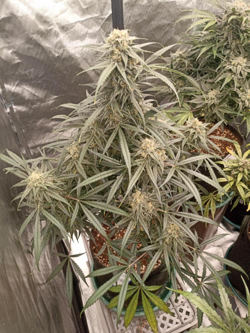 AntiDep F. Week 12