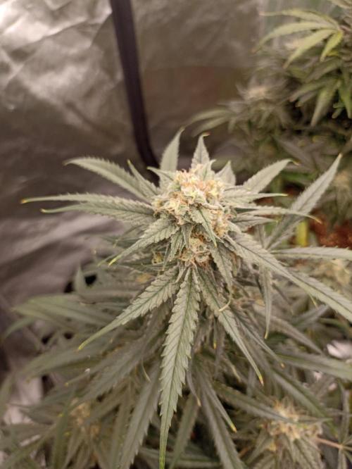 AntiDep F. Week 12