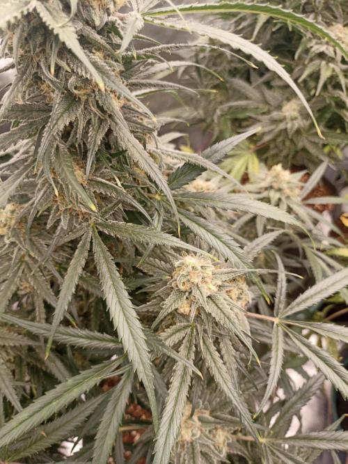 AntiDep F. Week 12