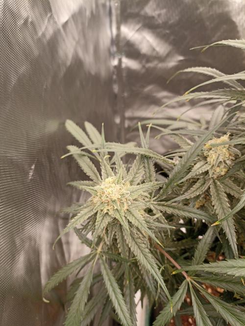 AntiDep F. Week 12
