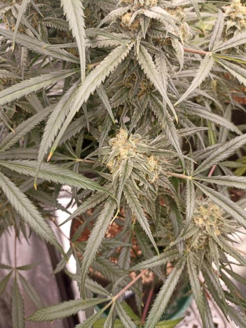 AntiDep F. Week 12