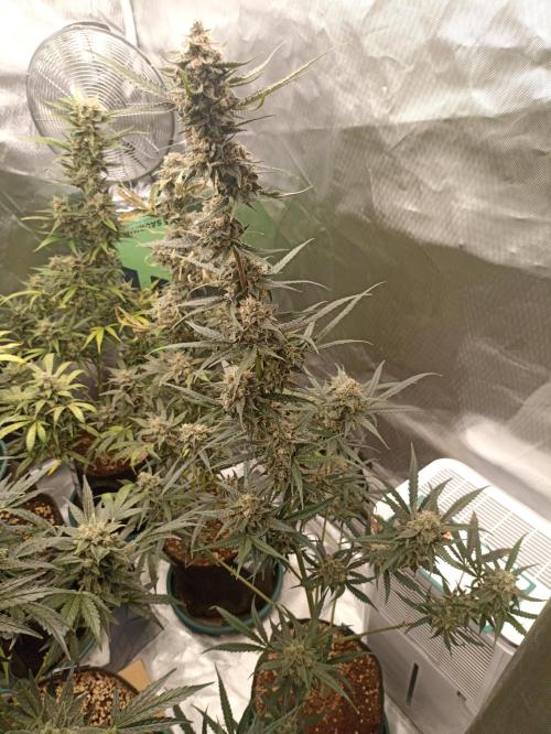 AntiDep F. Week 12