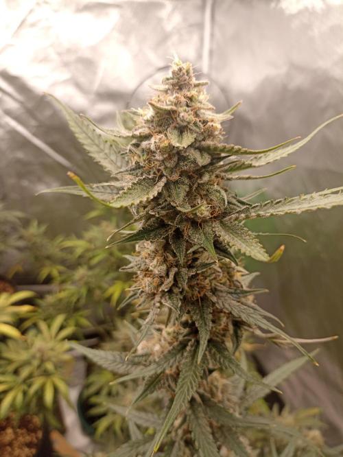 AntiDep F. Week 12