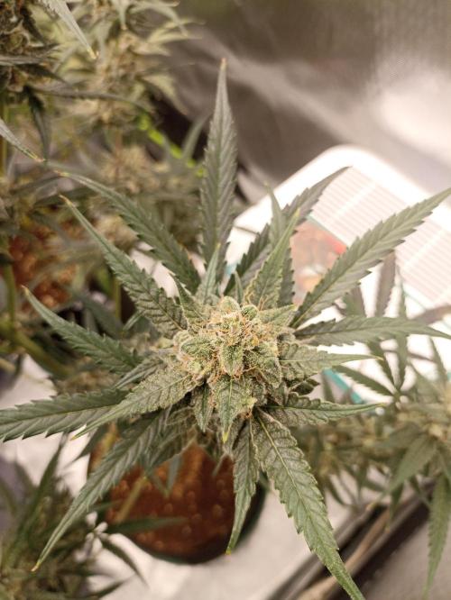 AntiDep F. Week 12