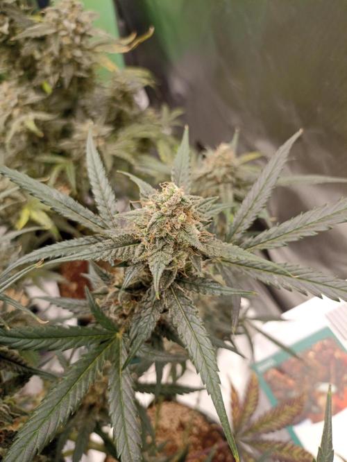 AntiDep F. Week 12