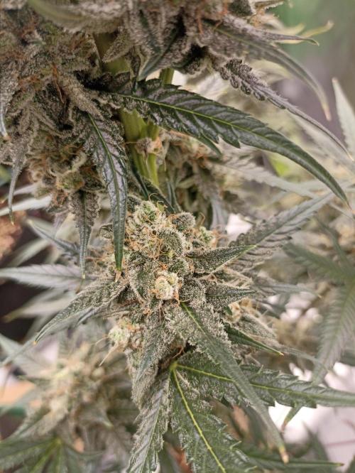 AntiDep F. Week 12