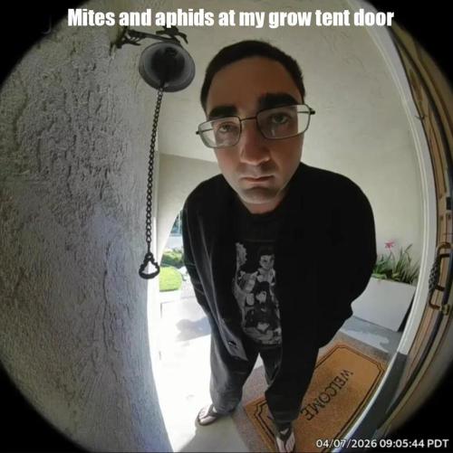 Divine Seeds - Auto Fractal door Marijuanaut