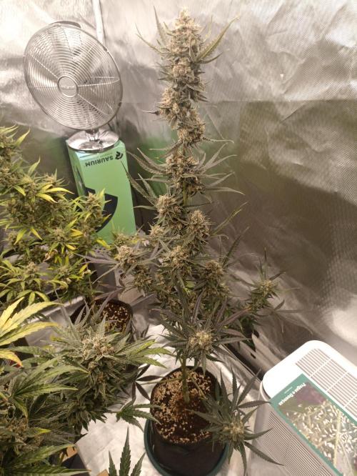 AntiDep F. Week 13