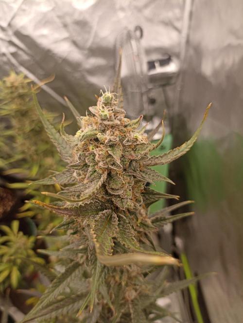 AntiDep F. Week 13