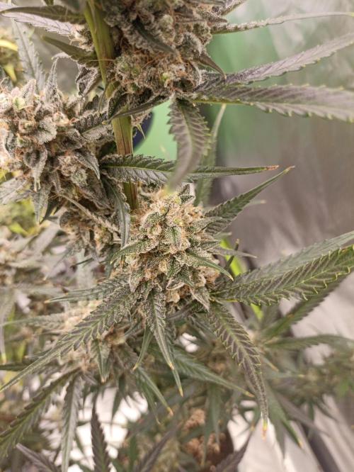 AntiDep F. Week 13