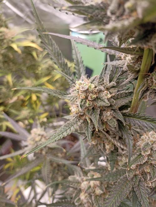 AntiDep F. Week 13