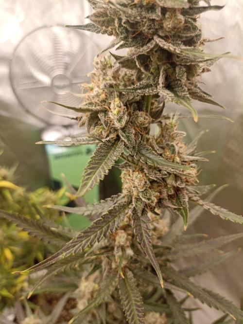 AntiDep F. Week 13