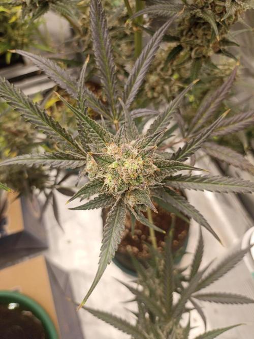 AntiDep F. Week 13