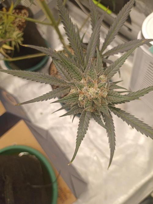 AntiDep F. Week 13
