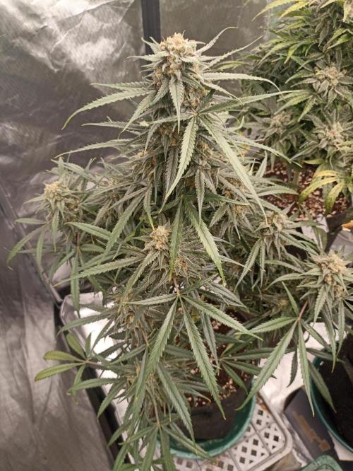 AntiDep F. Week 13