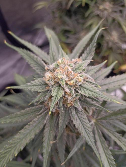 AntiDep F. Week 13