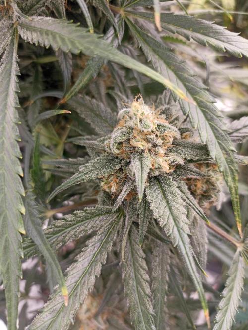 AntiDep F. Week 13