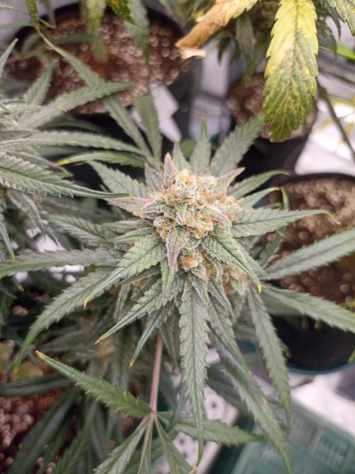 AntiDep F. Week 13
