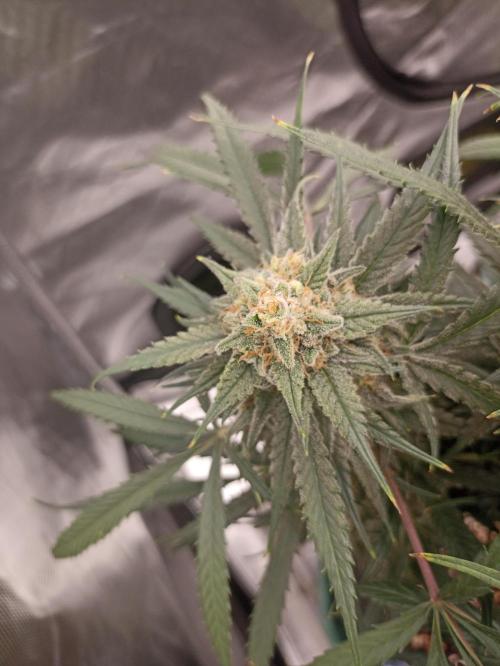 AntiDep F. Week 13
