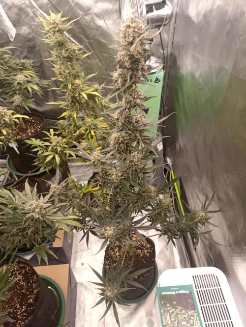 AntiDep F. Week 13