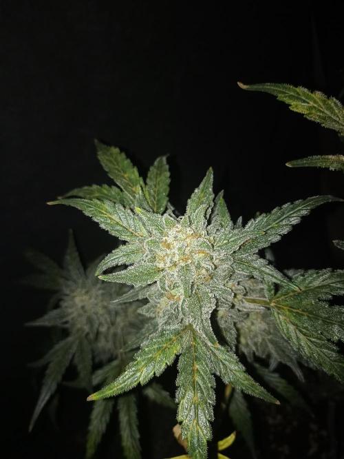 AntiDep Z. Week 13