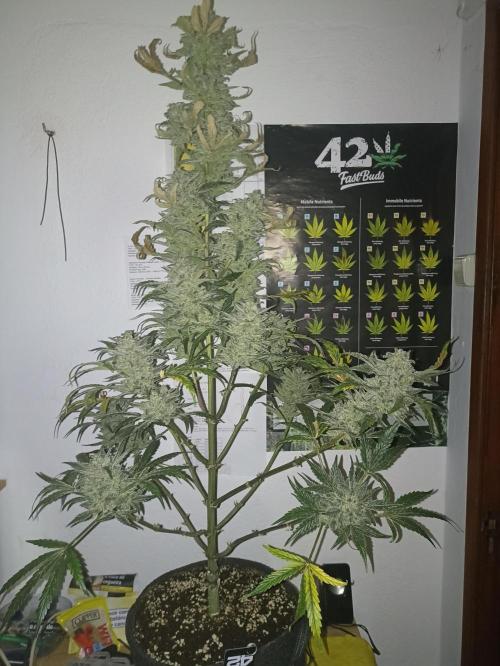 AntiDep Z. Week 13