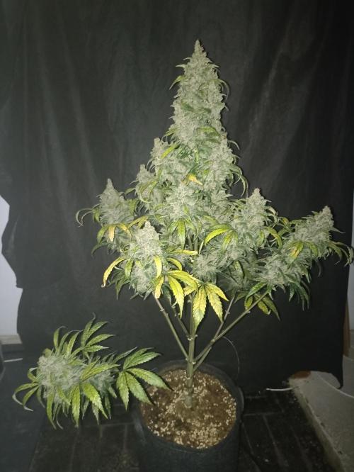 AntiDep Z. Week 13