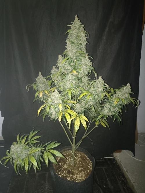 AntiDep Z. Week 13