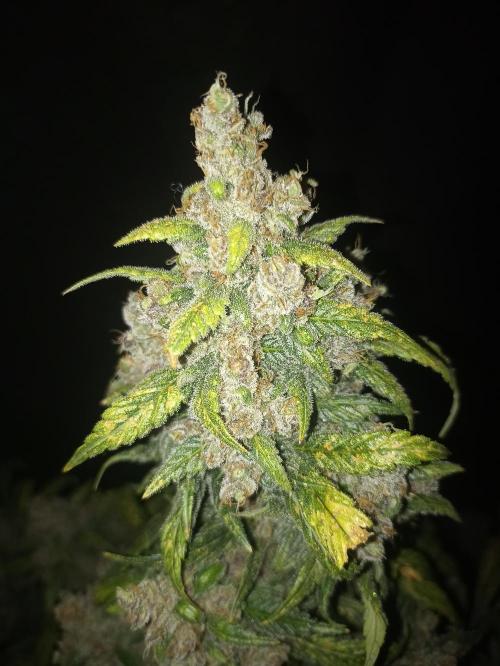 AntiDep Z. Week 13