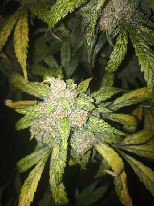 AntiDep Z. Week 13