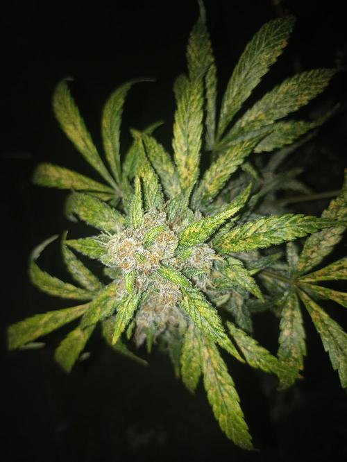 AntiDep Z. Week 13